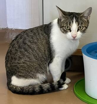 Rescue Domestic Short Hair Cats for Adoption in Sainte-angèle-de-monnoir, Quebec - ALICE (CR/SC) | PetCurious