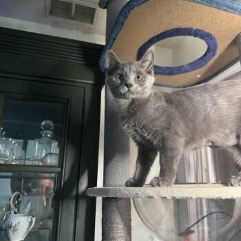 Domestic Short Hair Cats Available for Adoption - Turkey | PetCurious