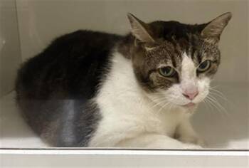 A1273579 -  Domestic Short Hair Cat for Adoption in Winter Haven, Florida - A1273579 | PetCurious