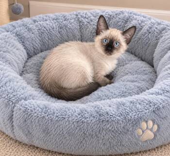 Olivier -  Siamese Cat for Adoption in Los Angeles, California - Olivier | PetCurious