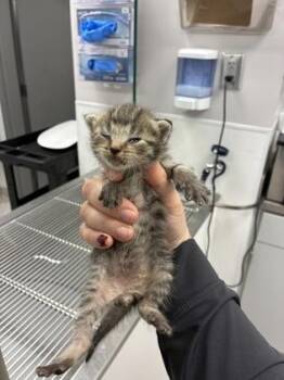 Kitten 3 -  Domestic Short Hair Cat for Adoption in Gastonia, North Carolina - Kitten 3 | PetCurious
