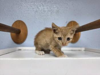 Count Cheddar -  Domestic Short Hair Cat for Adoption in Bossier City, Louisiana - Count Cheddar | PetCurious