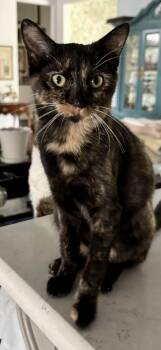 Rescue Domestic Short Hair Cats for Adoption in Fort Worth, Texas - Betty Boop | PetCurious