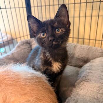 Clover -  Domestic Short Hair Cat for Adoption in Saint Charles, Missouri - Clover | PetCurious