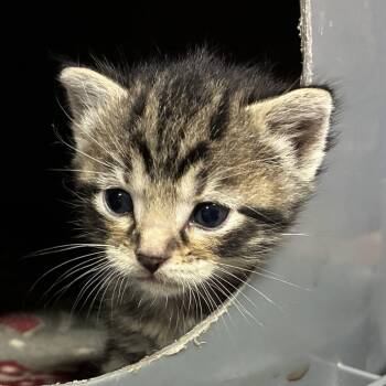 Croissant -  Domestic Short Hair Cat for Adoption in Ponca City, Oklahoma - Croissant | PetCurious