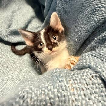 Harry Kane -  American Shorthair Cat for Adoption in Houston, Texas - Harry Kane | PetCurious
