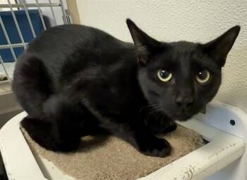 FREDDY -  Domestic Short Hair Cat for Adoption in Sarasota, Florida - FREDDY | PetCurious