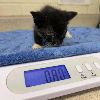Domestic Short Hair Cats Available for Adoption in Bastrop, Texas - Bliss 26-05-179 | PetCurious