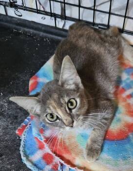 Rescue Dilute Tortoiseshell Cats for Adoption in Mount Pleasant, North Carolina - Sweetcakes | PetCurious