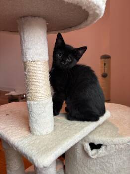 Thingamabob -  American Shorthair Cat for Adoption in Highland Park, New Jersey - Thingamabob | PetCurious