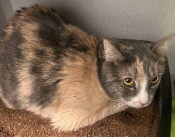 Rescue Domestic Short Hair Cats for Adoption in Osseo, Michigan - Lucy | PetCurious