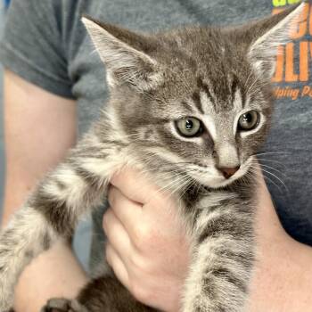 Domestic Short Hair Cats Available for Adoption in Austin, Texas - Georemy | PetCurious