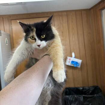 Domestic Long Hair Cats Available for Adoption - Athena | PetCurious