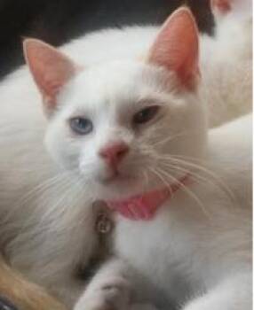 Cake -  Domestic Short Hair Cat for Adoption in St. Cloud, Minnesota - Cake | PetCurious