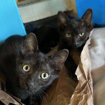 Domestic Short Hair Cats Available for Adoption - Radar | PetCurious