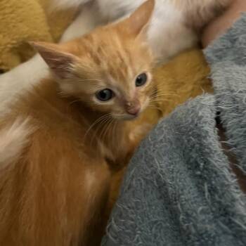 Domestic Short Hair Cats Available for Adoption in Independence, Kansas - Yuzu | PetCurious