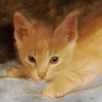 Drew -  Domestic Short Hair Cat Available for Adoption in Green Forest, Arkansas - Drew | PetCurious