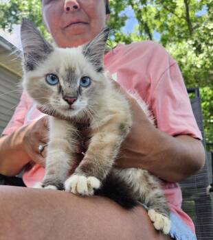 Charlotte -  Ragdoll and Snowshoe Cat for Adoption in Theodore, Alabama - Charlotte | PetCurious