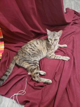 Devon Rex and Domestic Short Hair Cats Available for Adoption - Gidget | PetCurious