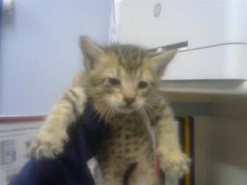 PENNY -  Domestic Short Hair Cat for Adoption in Albuquerque, New Mexico - PENNY | PetCurious
