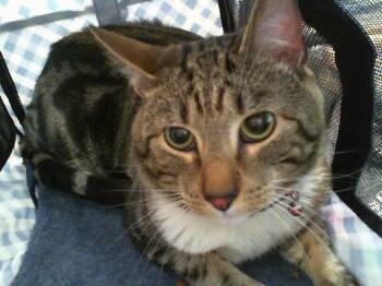 CHIMBA -  Domestic Short Hair Cat for Adoption in Charlotte, North Carolina - CHIMBA | PetCurious