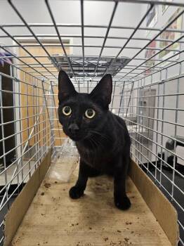 COLBY -  Domestic Short Hair Cat for Adoption in Palmetto, Florida - COLBY | PetCurious
