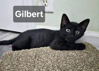 Gilbert -  Domestic Short Hair Cat for Adoption in Council Bluffs, Iowa - Gilbert | PetCurious