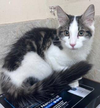 Caspian -  Domestic Medium Hair and Domestic Short Hair Cat for Adoption in Honolulu, Hawaii - Caspian | PetCurious