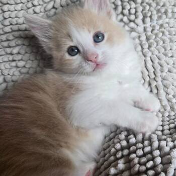 Domestic Short Hair Cats Available for Adoption in Austin, Texas - Taffy 5 | PetCurious