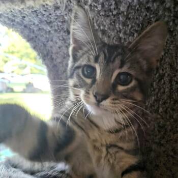 Tin Fish -  Domestic Short Hair Cat for Adoption in Medina, Ohio - Tin Fish | PetCurious