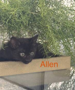Allen -  Domestic Short Hair Cat for Adoption in Scottsdale, Arizona - Allen | PetCurious