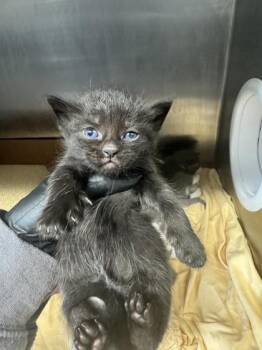 Flare Jeans -  Domestic Short Hair Cat for Adoption in West Chester, Pennsylvania - Flare Jeans | PetCurious