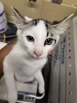 Bread Basket -  Domestic Short Hair Cat for Adoption in Douglasville, Georgia - Bread Basket | PetCurious