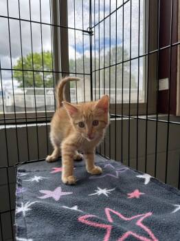 Eclair -  Domestic Short Hair Cat for Adoption in Newberg, Oregon - Eclair | PetCurious