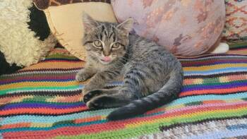 Xena Warrior Princess -  Domestic Short Hair Cat for Adoption in Mishawaka, Indiana - Xena Warrior Princess | PetCurious
