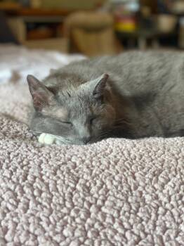 Domestic Short Hair Cats Available for Adoption in Minneapolis, Minnesota - Whisper | PetCurious