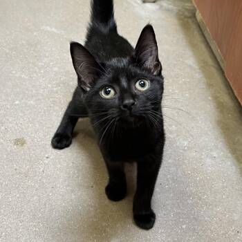 Sidney Prescott -  Domestic Short Hair Cat for Adoption in York, Pennsylvania - Sidney Prescott | PetCurious