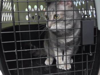 Domestic Short Hair Cats Available for Adoption in Omaha, Nebraska - CELINE | PetCurious