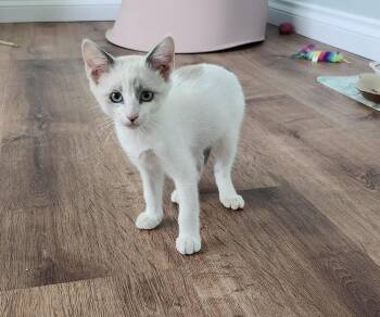 Dash -  Siamese Cat for Adoption in Lancaster, California - Dash | PetCurious