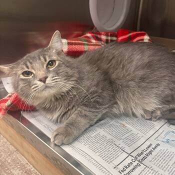 Rescue Domestic Medium Hair Cats for Adoption in Belleville, Illinois - Basil | PetCurious