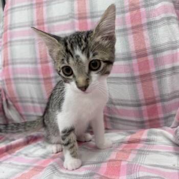 Kat -  Domestic Short Hair Cat for Adoption in Jupiter, Florida - Kat | PetCurious