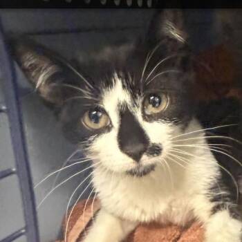Scally-C -  Domestic Short Hair Cat for Adoption in East St. Louis, Illinois - Scally-C | PetCurious