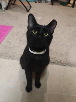 Domestic Short Hair Cats Available for Adoption - Ivy | PetCurious