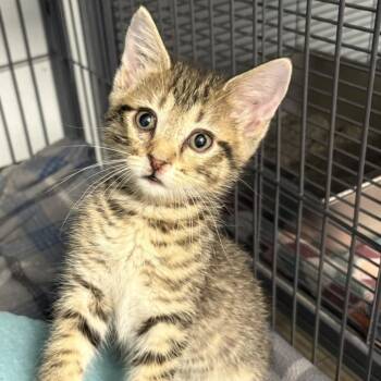 Poppy (26-5137) -  Domestic Short Hair Cat for Adoption in Fort Smith, Arkansas - Poppy (26-5137) | PetCurious