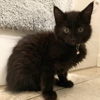 Domestic Long Hair Cats Available for Adoption - Paul | PetCurious