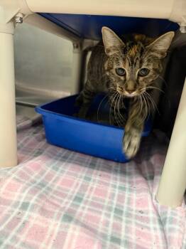 Rescue Domestic Short Hair Cats for Adoption in Virginia, Minnesota - Eliza | PetCurious