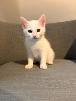 Masie -  Domestic Short Hair Cat for Adoption in Ephrata, Washington - Masie | PetCurious