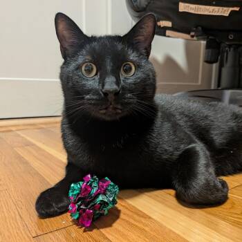 Espresso -  Domestic Short Hair Cat for Adoption in Ashland, Massachusetts - Espresso | PetCurious