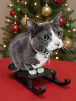 Rescue Domestic Short Hair Cats for Adoption in Greensboro, North Carolina - Adele | PetCurious