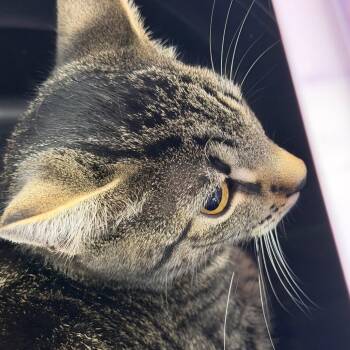 Domestic Short Hair Cats Available for Adoption in Clearwater, Florida - Olive | PetCurious